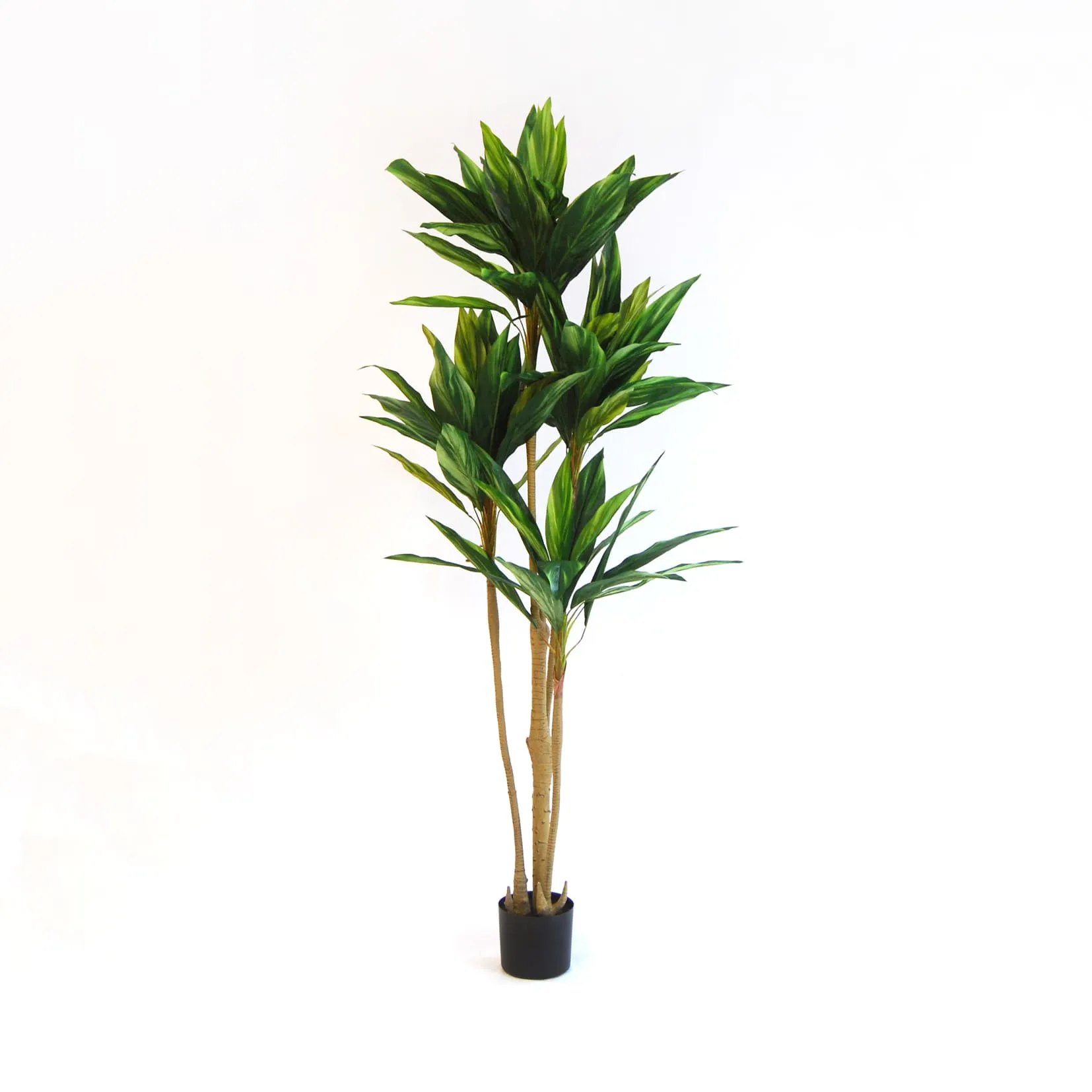 Imperial Green Dracaena - Enhanced E-Commerce Product Title