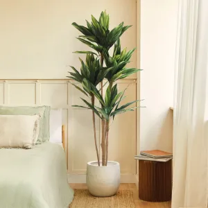 Imperial Green Dracaena - Enhanced E-Commerce Product Title