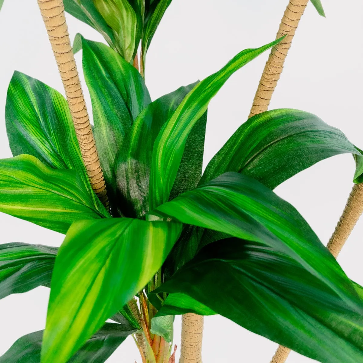 Imperial Green Dracaena - Enhanced E-Commerce Product Title