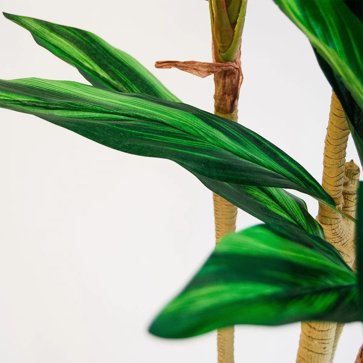 Imperial Green Dracaena - Enhanced E-Commerce Product Title