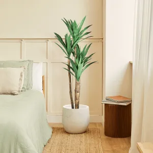 Dracena Verde