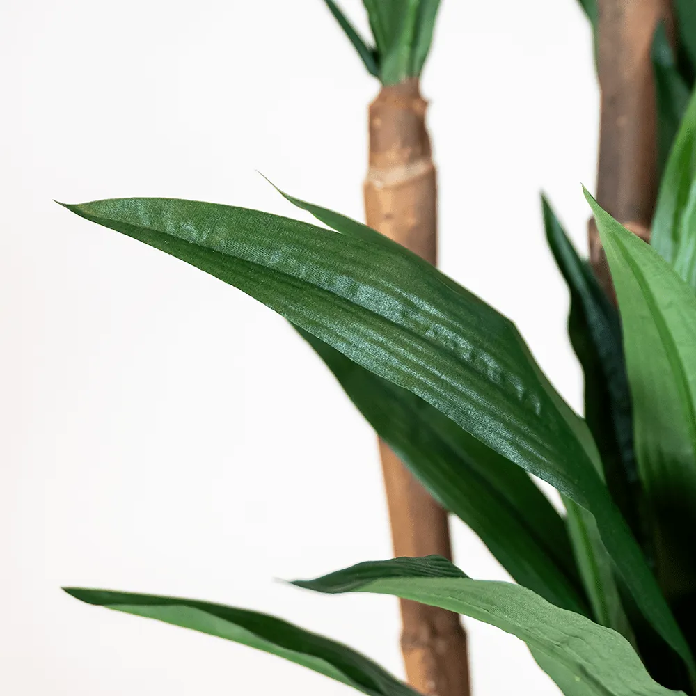 Dracena Verde